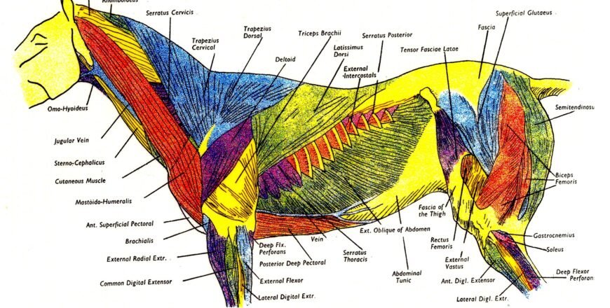 superficial muscles color.jpg